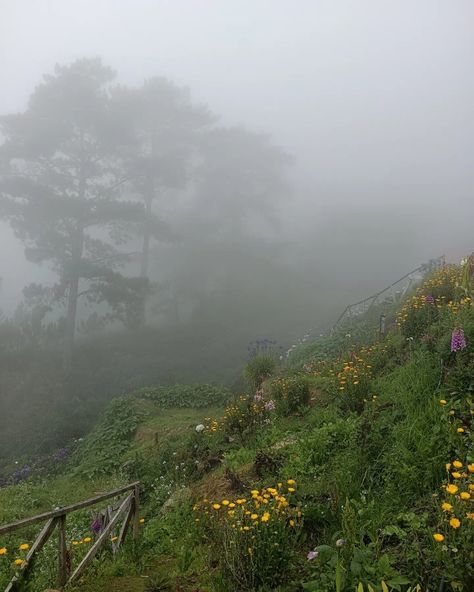 Nature, Foggy Grass Field, Foggy Meadow Aesthetic, Foggy Spring Morning, Foggy Summer Morning, Foggy Cottagecore, Misty Morning Aesthetic, Irish Countryside Aesthetic, Morning Fog Aesthetic