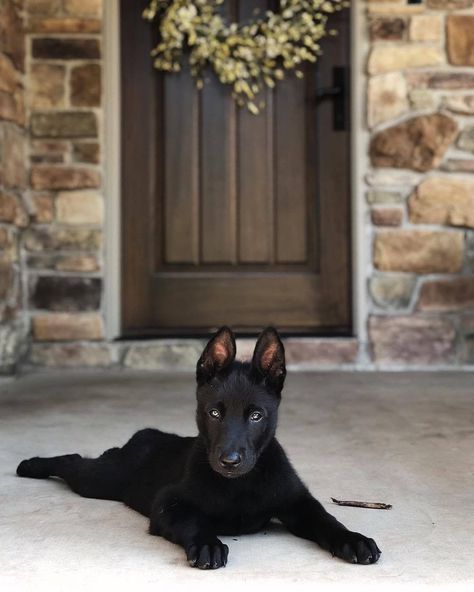 Berger Malinois, Belgian Malinois Puppies, Black German Shepherd Dog, Malinois Puppies, Belgian Malinois Dog, Malinois Dog, Reactive Dog, Belgian Malinois, Guard Dogs