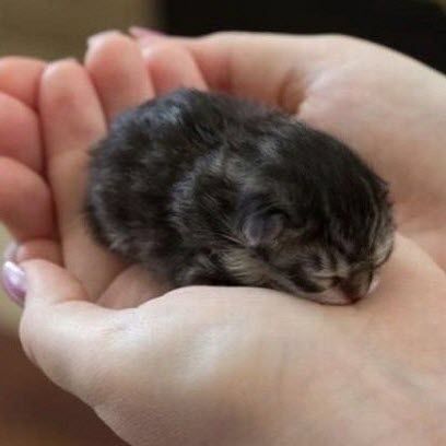 15 Extremely Cute Newborn Kittens We Just Had To Share Regnul Animal, Söt Katt, Newborn Kittens, Tiny Kitten, Kittens And Puppies, Baby Kittens, Cute Creatures, Cute Kittens, The Palm