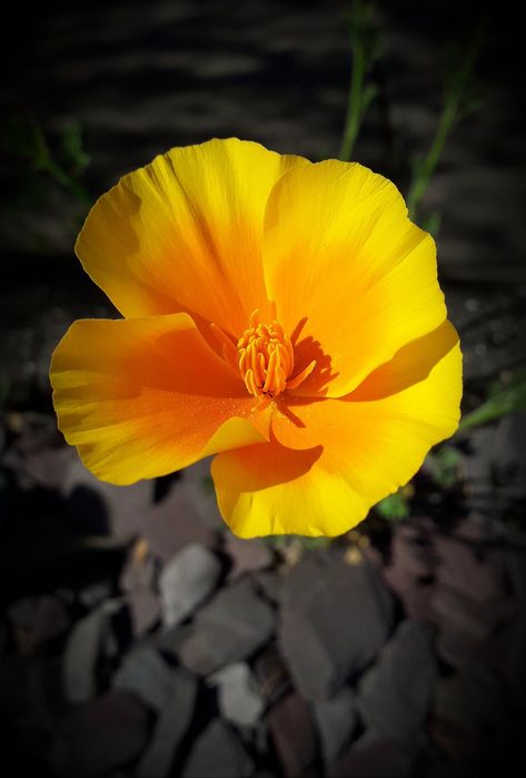 Californian Poppy Californian Poppy, Family Tree Art, Tree Art, Family Tree, Flower Power, Poppies, Tattoos, Plants, Flowers