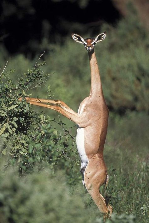 Real Animals That You Didn't Know Existed - This is a gerenuk, also known as the Waller's gazelle. They can reach higher branches and twigs than other gazelles and antelope by standing erect on their rear legs and stretching their elongated necks. Mule Deer, Glaucus Atlanticus, Bizarre Animals, Regnul Animal, Bruh Moment, Animals Crossing, Odd Things, Animal Reference, Interesting Animals