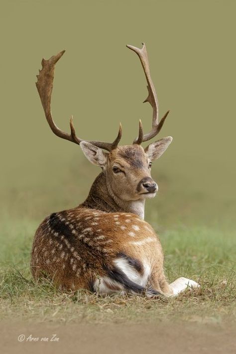 11 Beautiful Photos of Deer For Your Enjoyment - I Can Has Cheezburger? Deer Photos, Deer Pictures, Fallow Deer, Mule Deer, Manx, Majestic Animals, A Deer, Animal Planet, Wildlife Art