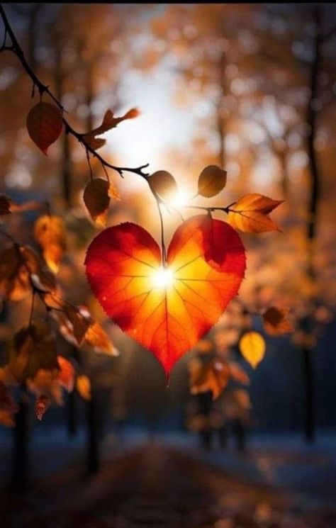 Heart In Nature, Look Wallpaper, Autumn Magic, Fall Background, Foto Tips, Airbrush Art, Autumn Scenery, Fall Pictures, Photography Wallpaper