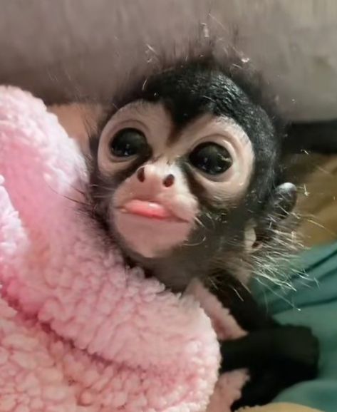 Cute Monkey Pfp, Pretty Monkey, Funny Baby Animals, Monkey Photos, Mink Animal, Monkey Pfp, Funny Monkey Pictures, Silly Animal Pictures, Cute Monkeys