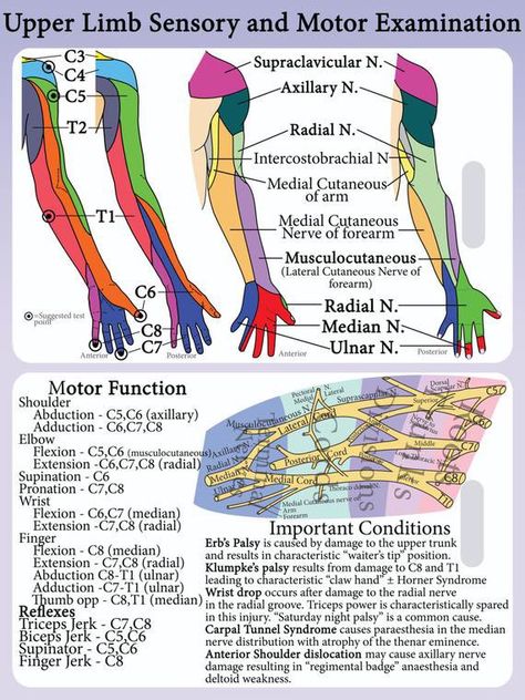 Plastic Lanyard, Nerve Anatomy, Brachial Plexus, Physical Therapy School, Physical Therapy Student, Physical Therapy Assistant, Human Body Anatomy, Spine Health, Medical School Studying