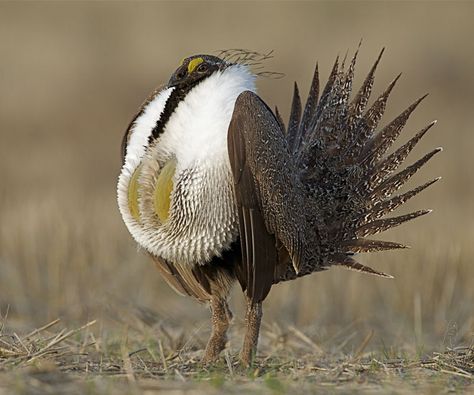 car sez: The Sage Grouse likes bottlebrush squirreltail grass. Sage Grouse, Weird Birds, The Last Dance, Western Landscape, Bird Hunting, Awesome Animals, Game Birds, Last Dance, Bird Pictures