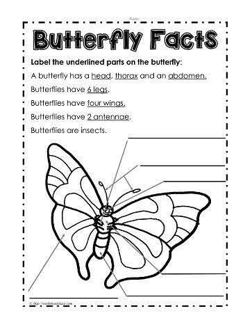 Parts of a Butterfly Bugs Kindergarten, Parts Of A Butterfly, Butterfly Worksheet, Hs Classroom, Literacy Groups, Butterfly Lessons, Butterfly Facts, Butterfly Science, Butterflies Activities