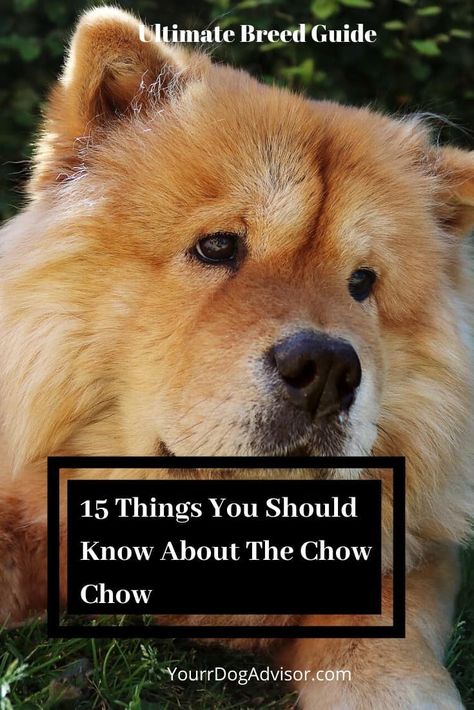 15 Things You Should Know About The Chow Chow | Your Dog Advisor Chow Chow Dog Puppy, Chow Dog Breed, Dog Print Tattoo, Chow Dog, Puppies Near Me, Chow Chow Puppy, Chow Chow Dogs, Lion's Mane, King Of The Jungle