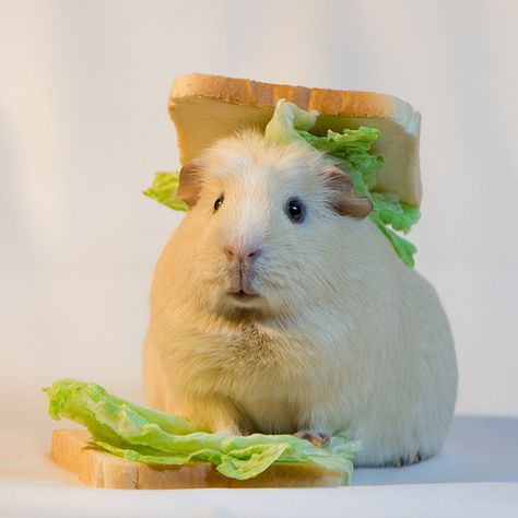 Piggie sandwich... Oh don't give me that look... You know I am adorable... Aren't I...? Animals, Fat Animals, What Do You Mean, Guinea Pig, Lettuce, Bread