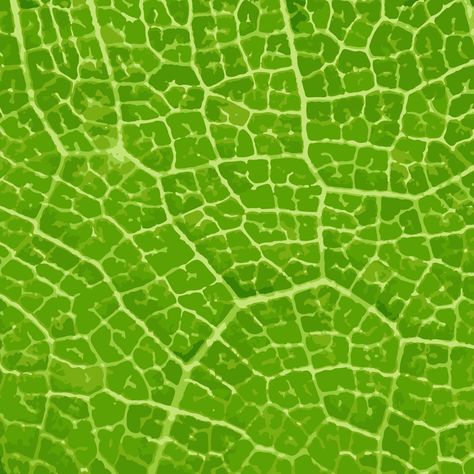 Green leaf macro. Green leaf background. Green leaf texture Leaf Macro Photography, Green Leaf Background, Background Green, Leaf Texture, Leaf Background, Mint Leaves, Green Leaf, Photography And Videography, Macro Photography