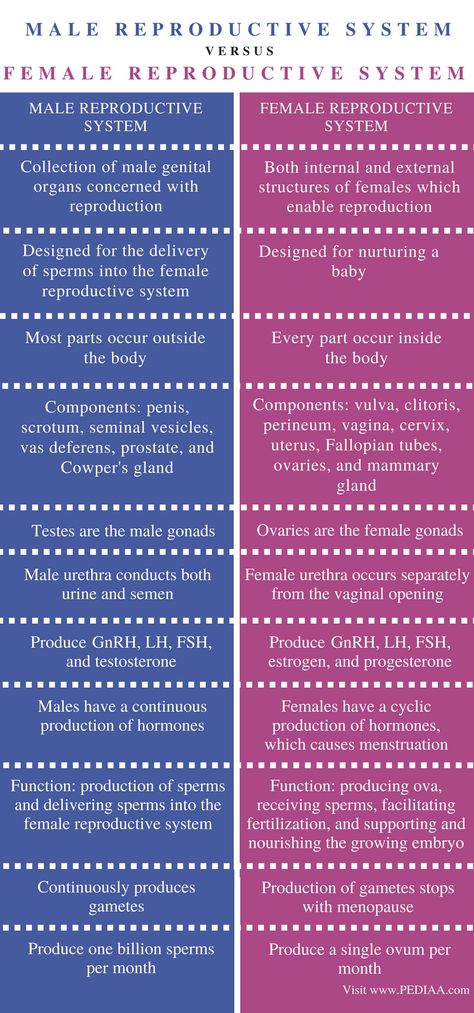 Difference Between Male and Female Reproductive System - Comparison Summary Function Of Male Reproductive System, Female Organisms, Female Reproduction System, Female Reproductive System Functions, Reproduction In Humans, Male Reproductive System Anatomy, Reproductive System Project, Reproductive System Activities, Male And Female Reproductive System