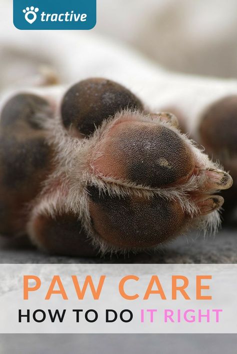 Dog Paw Care, Dogs Paw, Paw Care, Dog Grooming Tips, Dog Health Tips, Dog Dental, Dog Information, Dog Tips, Grooming Tips