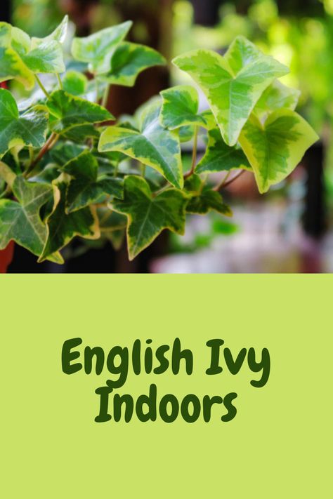 English Ivy Indoor, Indoor Ivy, Prayer Plant Care, Aloe Vera Plant Indoor, Ivy Plant Indoor, English Ivy Plant, Fun Garden Projects, Patio Flowers, Air Plants Care