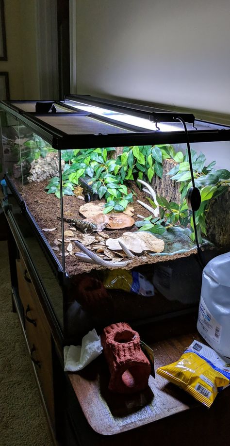 Salamander Enclosure, Aesthetic Reptile Enclosure, Tiger Salamander Enclosure, Salamander Terrarium, Bioactive Enclosure, Tiger Salamander Terrarium, Mexican Black Kingsnake Enclosure, Aesthetic Terrarium Reptile, Mexican Black King Snake Enclosure