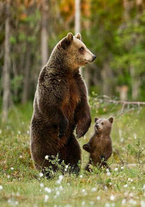 Momma & baby bear. Canada Animals, Den Zeme, Bear Spirit, Bear Standing, Woodland Wonderland, Bear Pictures, Grizzly Bear, Cute Animal Videos, Baby Bear