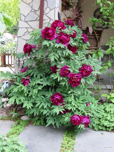 Entire plant photo of Tree Peony (Paeonia x suffruticosa 'Shimadaijin') uploaded to Garden.org by Jasmin Tree Peonies, Pond Decorations, Japanese Plants, Planting Peonies, Growing Peonies, Gardens Ideas, Japanese Tree, Tree Peony, Peonies And Hydrangeas