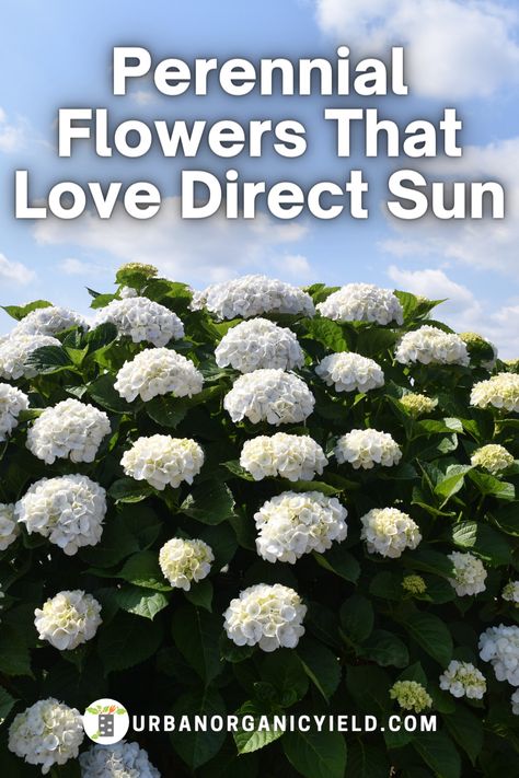 Full Sun Perennial Flowers, Full Sun Landscaping, Perennials Low Maintenance, Perennials Flowers, Full Sun Garden, Perennial Garden Plans, Full Sun Flowers, Full Sun Shrubs, Front Yard Plants