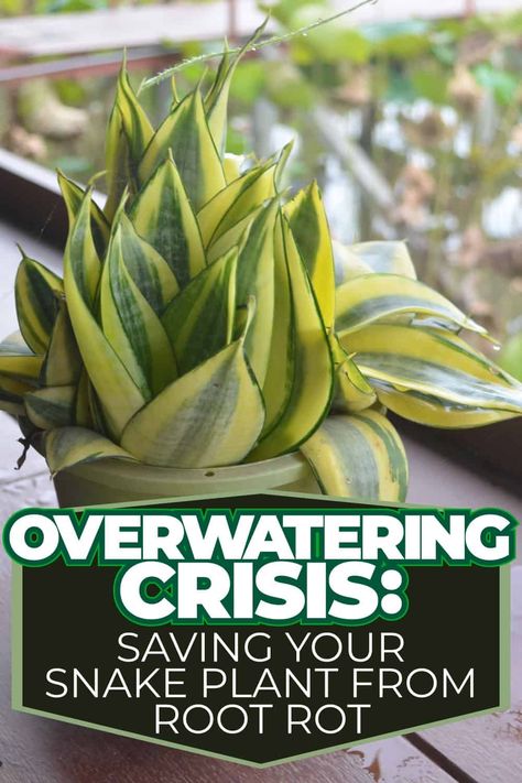 Overwatering Crisis: Saving Your Snake Plant from Root Rot Orchids In Water, Snake Plant Care, Indoor Planting, Snake Plants, Root Rot, Studio Organization, Plants To Grow, Top Soil, Low Maintenance Plants