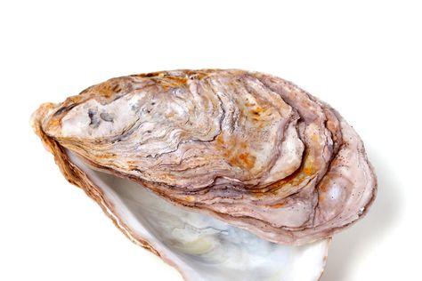 Oyster Shells Inspire Scientists To Create Glass That's Much Harder to Shatter - D-brief - biomimicry Types Of Plastics, Laminated Glass, Shattered Glass, Oyster Shells, Oyster Shell, Good Job, Scientists, Sea Shells, Mother Of Pearl