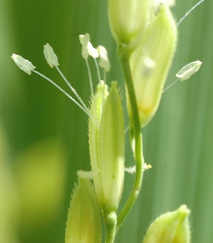 rice flower Rice Farming Illustration, Rice Plant Photography, Rice Field Illustration, Rice Farming Photography, Japan Rice Field, Green Foods, Rice Plant, Live Earth, Rice Flower