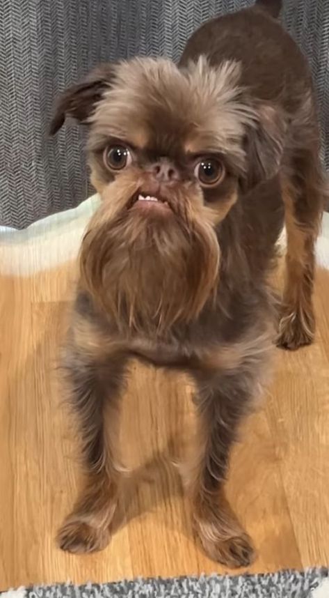 Angry Puppy, Dog Emotions, Funny Dog Faces, Ugly Animals, Angry Dog, Ugly Dogs, Ugly Cat, Cute Dogs Images, Pictures Of Animals