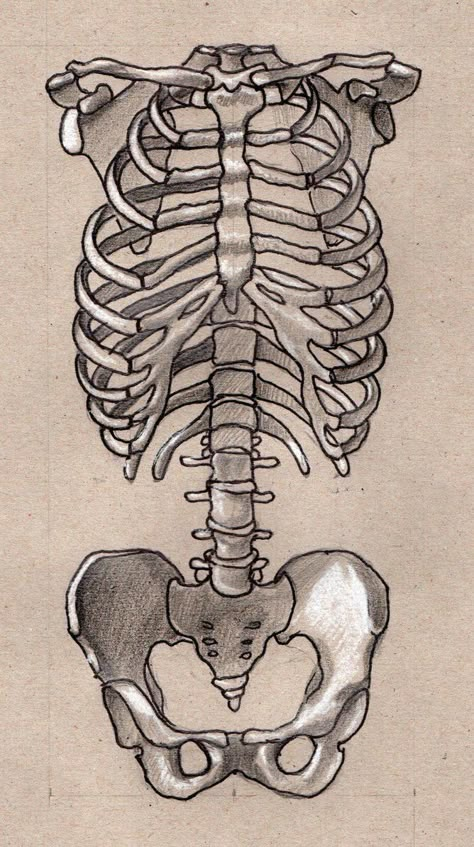 The Tell Tale Heart Drawing, Ribs And Heart Drawing, Ribcage Sketch, Skeleton Drawing Reference, Skeleton Art Drawing, Spine Drawing, Anatomy Diagrams, Anatomical Drawings, Medical Drawings