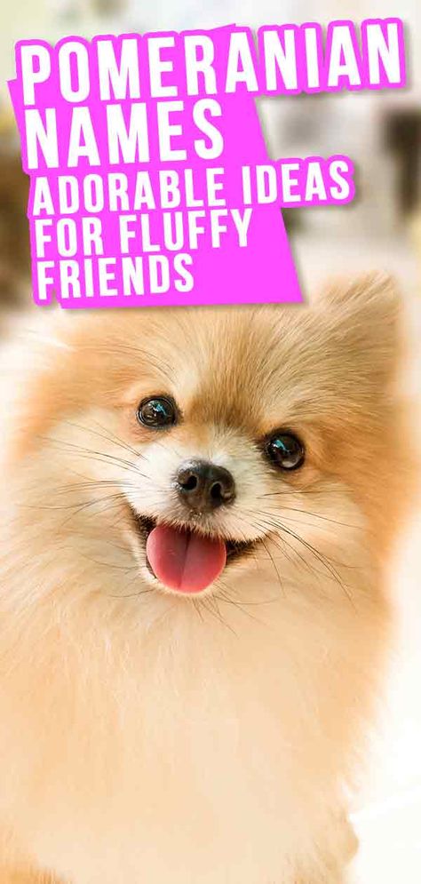 Pomeranian Names - The Very Best Names For Your Beautiful Puppy Male Dog Names Unique, Puppy Girl Names, Puppies Names Female, Douglas Dog, Pomchi Puppies, Small Dog Names, Cute Puppy Names, Spitz Pomeranian, Dog Names Unique