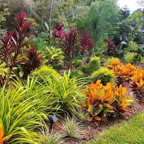 Florida Landscape Ideas, Florida Plants Landscaping, Colorful Landscaping, Landscaping Around Pool, Tropical Backyard Landscaping, Tropical Landscape Design, Florida Native Plants, Florida Landscape, Florida Landscaping