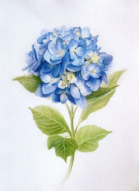 Hydrangea Tattoos, Hydrangea Watercolor Painting, Hydrangea Tattoo, Hydrangea Watercolor, Paw Print Art, Loose Watercolor Paintings, Hydrangeas Art, Watercolor Hydrangea, Flowers To Paint