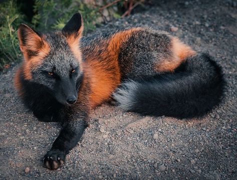 Cross Fox, Fox Pictures, Black Fox, Orange Fox, Rare Animals, Pretty Animals, Irish Lace, Cute Fox, Black And Orange