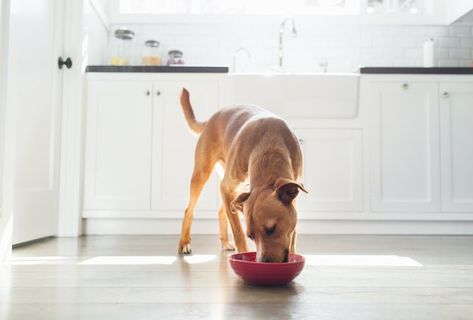 Diy Dog Food, General Mills, Dog Food Brands, Blue Buffalo, Dog Diet, Human Food, Best Dog Food, Puppy Food, Healthy Pets