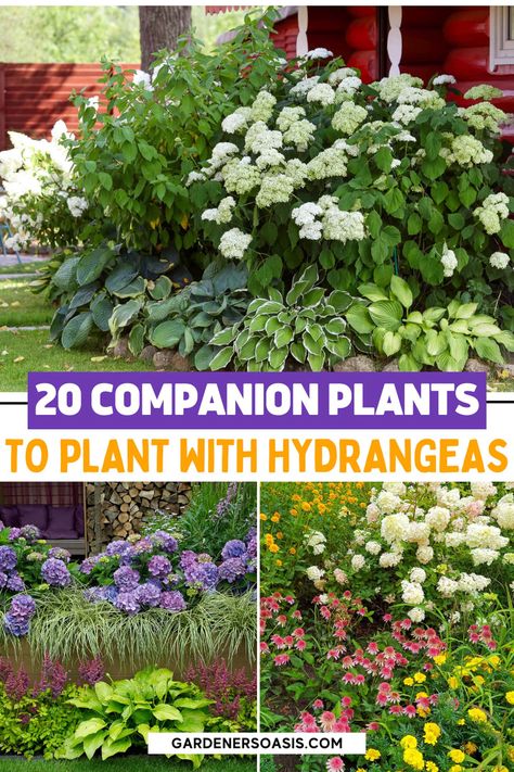 Create a beautiful garden with Hydrangeas with our list of the best sun-loving Hydrangea companion plants, including full sun plants and shrubs to grow with Hydrangeas. Backyard Landscaping With Hydrangeas, Hydrangea And Hosta Flower Bed, Gardens With Hydrangeas, Oakleaf Hydrangea Companion Plants, Bobo Hydrangea Companion Plants, Limelight Hydrangea Companion Plants, Garden With Hydrangeas, Hydrangea Companion Plants, Farmhouse Gardens