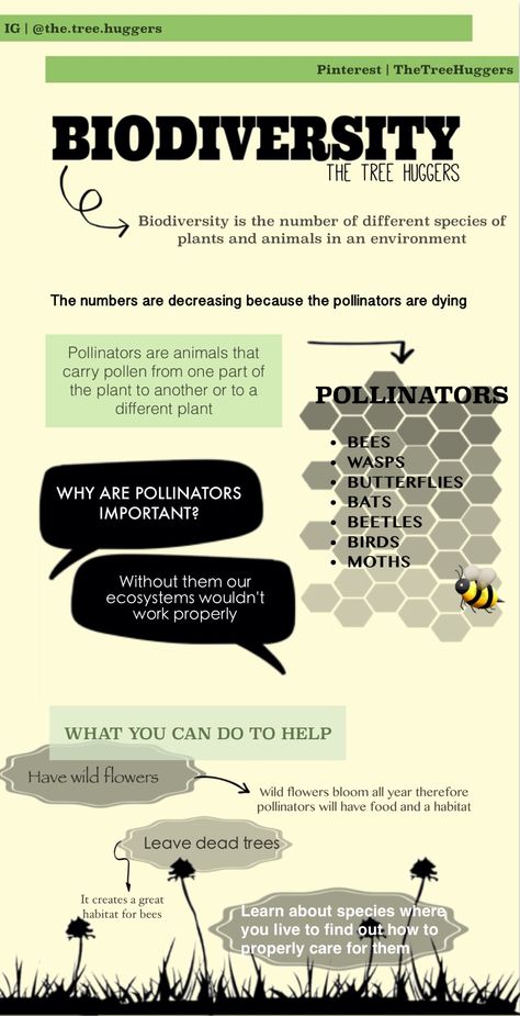 BIODIVERSITY INFOGRAPHIC || I made this infographic to help people understand biodiversity and pollinators! Infographic Biodiversity, Biodiversity Infographic, Environmental Economics, Climate Activities, Life Science Projects, Biodiversity Loss, Nature Club, Getting Rid Of Gas, Bus Simulator Indonesia Skin Kerala Hd