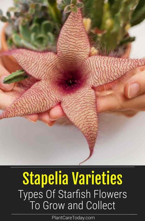 Stapelia, also known as the Starfish plant, is a low-growing succulent with star flowers and banded patterns. Learn about the different stapelia varieties. Star Plant, Types Of Starfish, Flowers Wine, Purple Line, Plant Problems, Growing Succulents, Star Flower, Cactus And Succulents, Cacti And Succulents