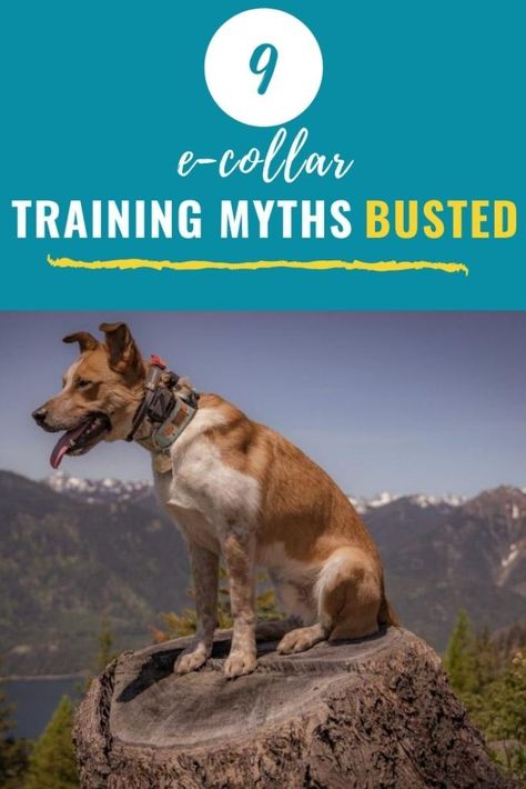 E Collar Training, Puppy Obedience Training, Puppy Time, Dog Shock Collar, Service Dog Training, Dog Training Advice, Puppy Training Tips, Puppy Stuff, Dog Tips