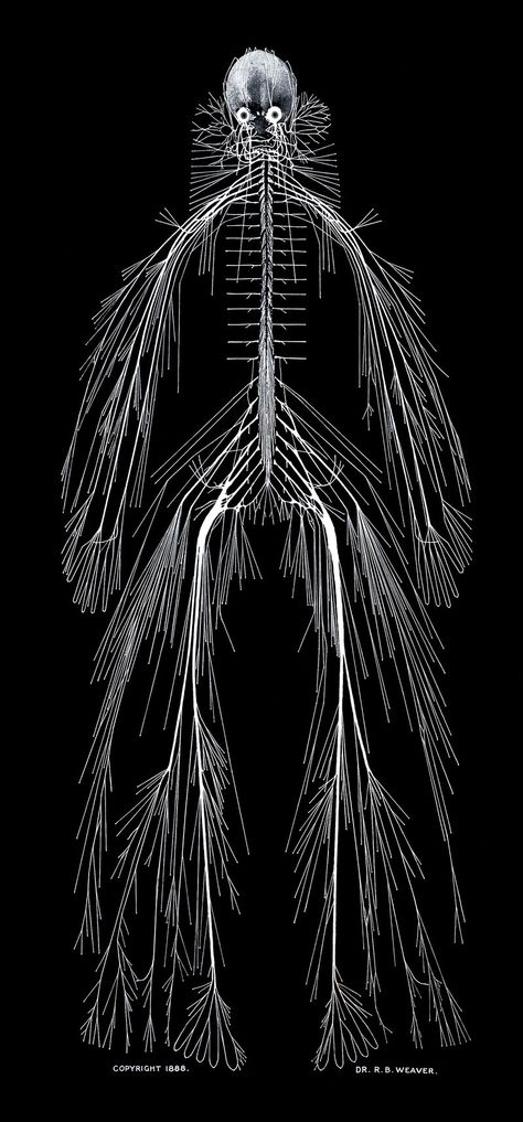 A model of the human nervous system, by Rufus Benjamin Weaver (https://pinterest.com/pin/287386019946940358/). 1888. Nervous System Anatomy, Human Nervous System, Systems Art, Brain Art, Human Body Systems, Human Anatomy Art, Medical Anatomy, Body Anatomy, Tree Roots