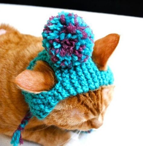 Too cute Pom Pom Cat, Knit Cat, Knitted Cat, Cat Costume, Green Hand, Pet Fashion, Cat Hat, Cat Costumes, Teal And Pink