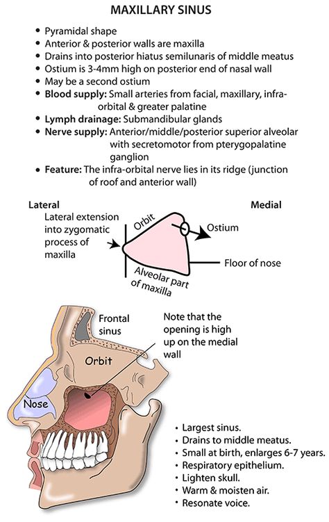 Sinuses Anatomy, Sinus Anatomy, Anatomy Of The Body, Catatan Aesthetic, Anatomy Head, Nerve Anatomy, Paranasal Sinuses, Maxillary Sinus, Sinus Congestion Relief