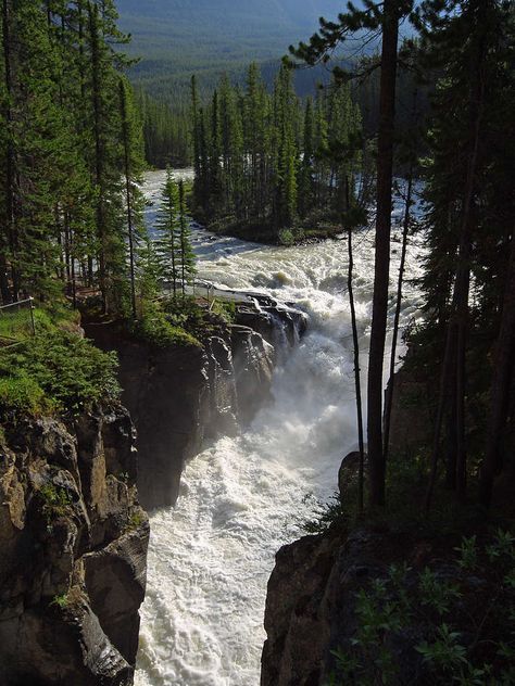 Sunwapta Falls - Wikipedia Nature, Jasper National Park Canada, Jasper National Park, Bella Vista, Fall Pictures, Beautiful Waterfalls, The Wilderness, Pine Trees, Nature Pictures