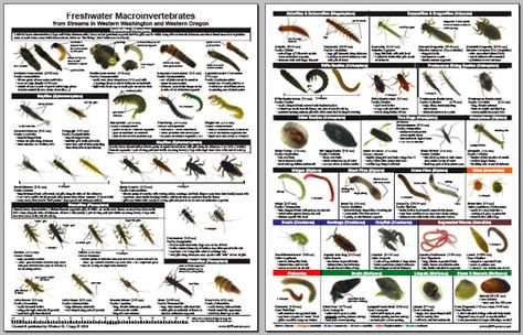 insect larvae identification guide | laminate field guide by Michael R. Clapp © 2010 Pond Life Theme, Insect Identification, Caddis Fly, Parasitic Worms, Bug Images, Aquatic Insects, Caddis Flies, Forest School Activities, Teaching Stem