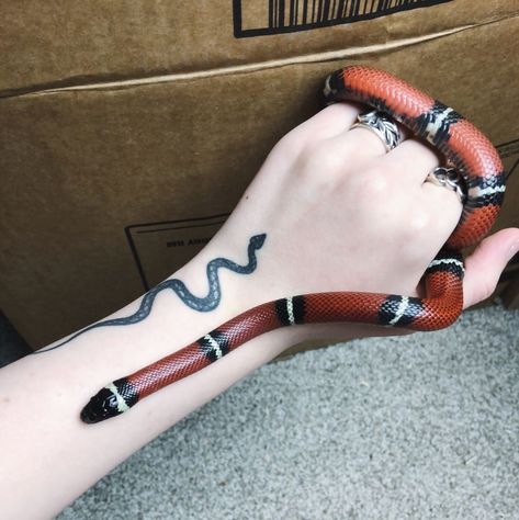 Get milksnake and name it gucci Dean Instagram, Milk Snake, Pretty Snakes, Rabbit Cages, Snake Lovers, Cute Snake, Cute Reptiles, Beautiful Snakes, Reptile Snakes