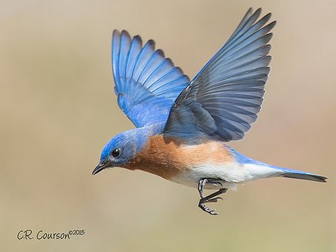 Blue Bird Flying, Flying Bird Tattoo, Flying Tattoo, Bird Flying, Eastern Bluebird, Flying Bird, Bird Silhouette, Blue Birds, Swallows