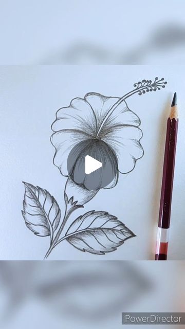 Flower Pencil Drawings Easy, Flower Sketches Simple Step By Step, Drawing Flowers Doodles, Hibiscus Flower Drawing Step By Step, How To Draw A Hibiscus Flower, How To Draw Hibiscus Flower, Hibiscus Flower Drawing Simple, How To Draw Flowers Step By Step, Draw Easy Flowers