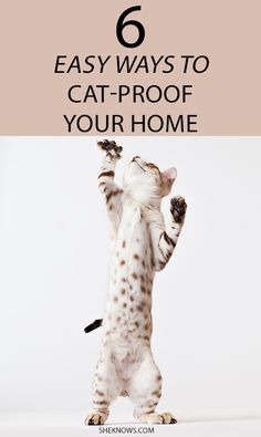 Your furniture doesn't have to take a hit when you bring a kitty into your home Cat Proof Decorations, Furniture Protection From Cats, Cat Proofing Your House, Kitten Proofing Home, Cat Proof Apartment, Protect Furniture From Cats, Cat Things For Home, Cat Proof Furniture, Cat Must Haves