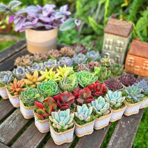 "Succulent type and variety will vary, depending on seasonal and availability.  Succulents are in 2\" pot and fully rooted. They are made to order, so please allow at least 10 days PRIOR to your events for ample order processing time. If your event date is less than 10 days, please purchase RUSH processing during checkout. You will receive your succulent shipped with USPS priority mail unless you purchase upgrade shipping with UPS **What included in your package - A beautiful, made-to-order, hig Succulent Party Favors, Jordan Baby Shower, Baby Succulents, Succulent Favors, Bridal Luncheon, Custom Favor, Succulent Care, Baby Shower Party Favors, Wedding Party Favors