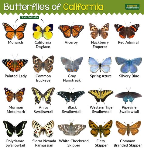 Types of Butterflies in California Tela, Permaculture, Nature, Butterfly Types And Meanings, Type Of Butterflies, California Butterflies, Different Kinds Of Butterflies, Butterfly Types, Aztec Pattern Wallpaper