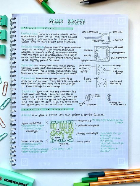 Organized Biology Notes, Plant Cell Notes Biology, Biology Revision Gcse Cells, Science Cells Notes, Biology Notes Aesthetic Plant Cell, Aesthetic Notes Biology Cells, Cell Biology Notes Gcse, Aqa Biology Gcse, Cells Revision Notes