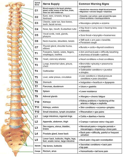 Spinal Nerve Chart  Visit Us on  http://goldcoastchiropractor.com Sistem Saraf, Massage Envy, Spinal Nerve, Spine Health, Massage Benefits, Medical Anatomy, Chiropractic Care, Deep Tissue, Health Info