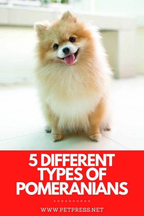 different types of pomeranians Cute Pomeranian Haircut, Pomeranian Types, Fox Pomeranian, Fox Face Pomeranian, Pomeranian Puppy Haircut, Pomeranian Puppy Training, Ginger Facts, Cute Pomeranian Puppies, Pomeranian Mix Puppies