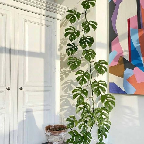 Plant Life Balance on Instagram: “Often mistaken as a 'mini monstera' this climbing beauty will crawl it's way up your walls and straight into your heart 💚 Over on the PLB…” Plants Care, Indoor Plant Wall, Plant Goals, نباتات منزلية, Hanging Plant Wall, Easy Care Plants, Plant Aesthetic, Monstera Plant, House Plants Decor